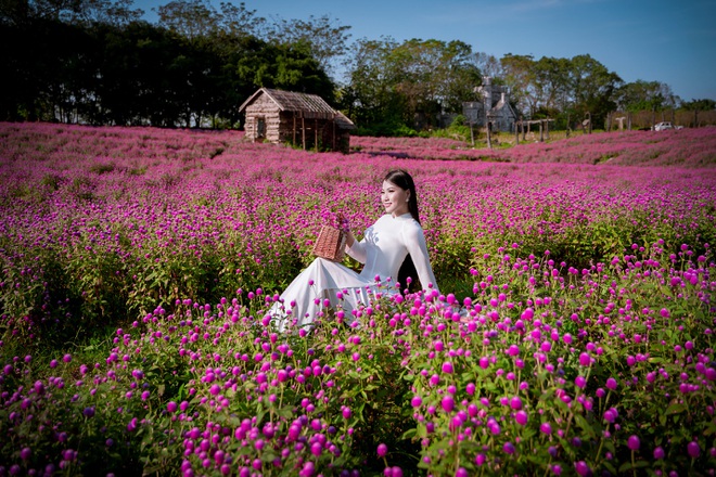 Ngắm tà áo dài khoe sắc trên cánh đồng hoa cúc bách nhật hồng tím cuốn hút mê hồn